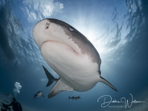 This large female tiger shark was approaching me and star... by Debbie Wallace 